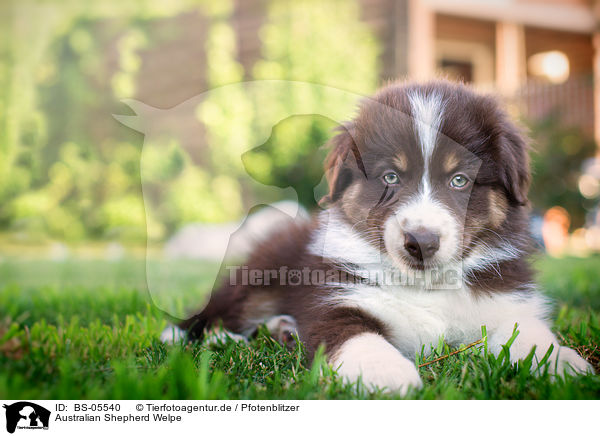 Australian Shepherd Welpe / Australian Shepherd Puppy / BS-05540