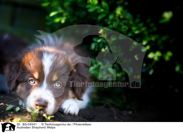 Australian Shepherd Welpe / Australian Shepherd Puppy / BS-05541