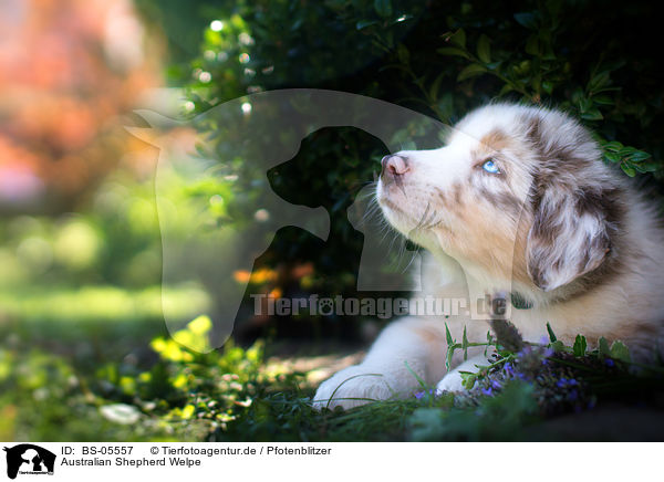 Australian Shepherd Welpe / Australian Shepherd Puppy / BS-05557