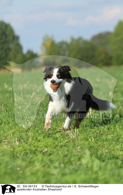 spielender Australian Shepherd / playing Australian Shepherd / SS-38133