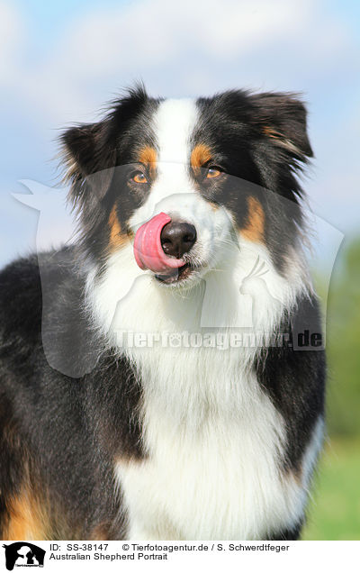 Australian Shepherd Portrait / Australian Shepherd Portrait / SS-38147