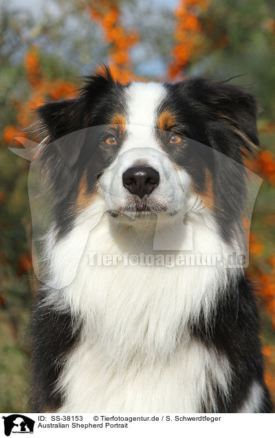 Australian Shepherd Portrait / Australian Shepherd Portrait / SS-38153