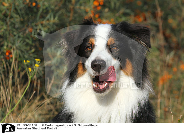 Australian Shepherd Portrait / Australian Shepherd Portrait / SS-38158