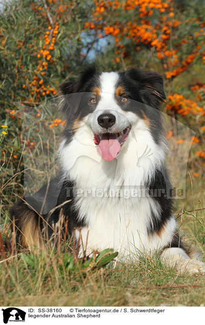 liegender Australian Shepherd / lying Australian Shepherd / SS-38160