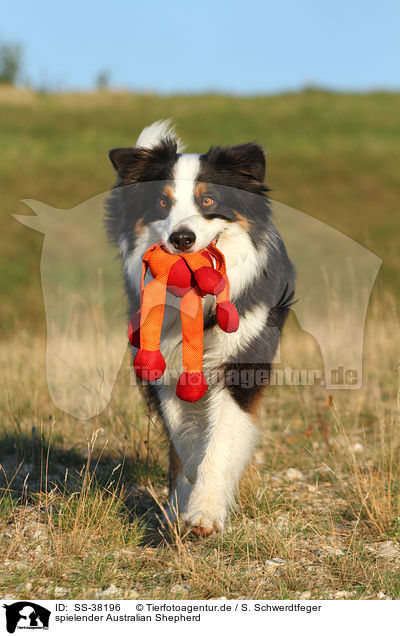 spielender Australian Shepherd / playing Australian Shepherd / SS-38196