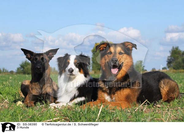 3 Hunde / SS-38390