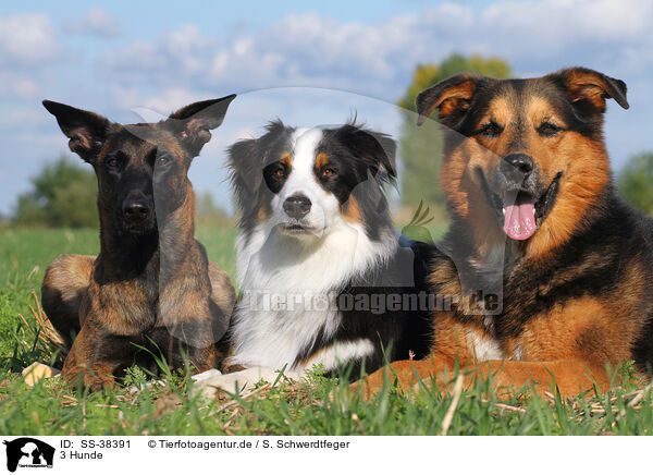 3 Hunde / SS-38391