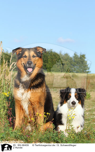 2 Hunde / 2 dogs / SS-38409