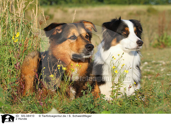 2 Hunde / 2 dogs / SS-38410