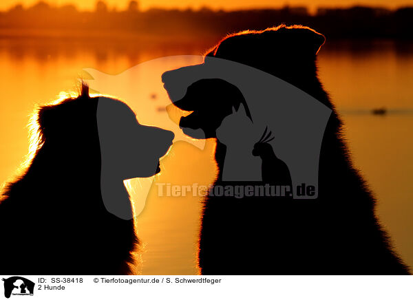 2 Hunde / 2 dogs / SS-38418