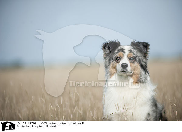 Australian Shepherd Portrait / AP-13798