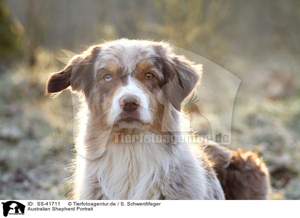 Australian Shepherd Portrait / SS-41711
