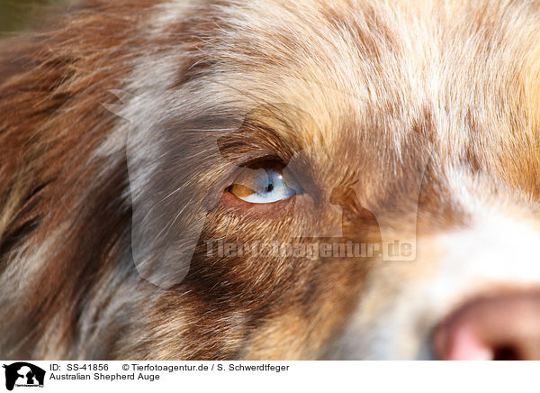 Australian Shepherd Auge / Australian Shepherd eye / SS-41856