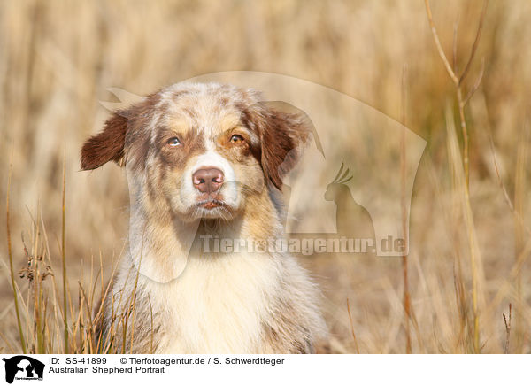 Australian Shepherd Portrait / Australian Shepherd Portrait / SS-41899