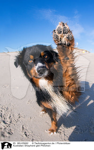 Australian Shepherd gibt Pftchen / BS-05882