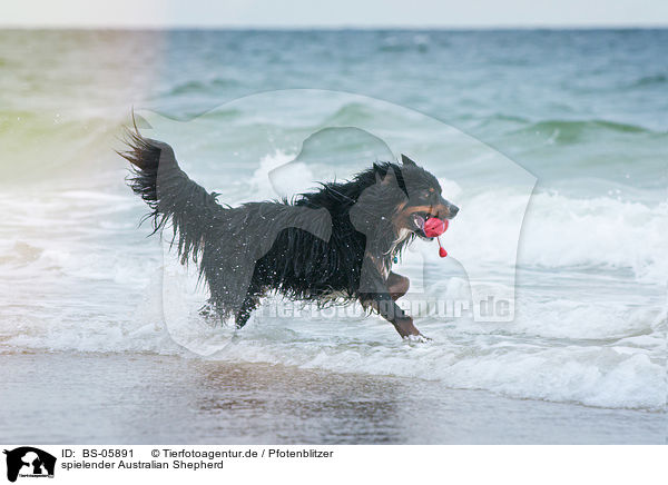 spielender Australian Shepherd / playing Australian Shepherd / BS-05891