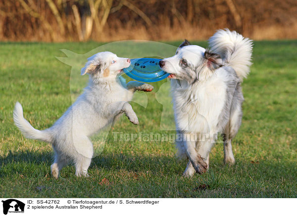 2 spielende Australian Shepherd / SS-42762