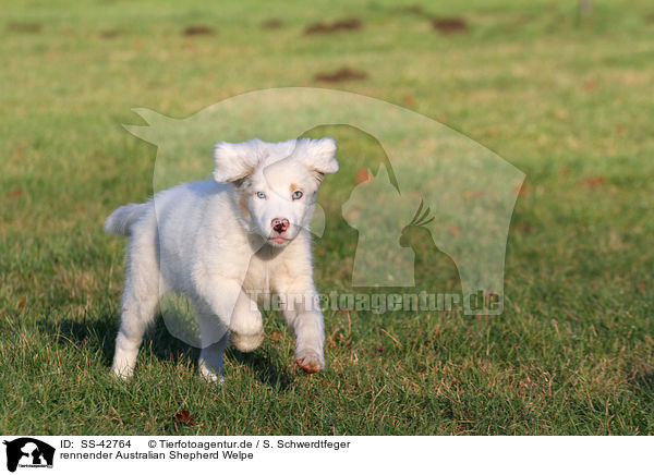 rennender Australian Shepherd Welpe / SS-42764