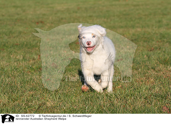 rennender Australian Shepherd Welpe / SS-42772