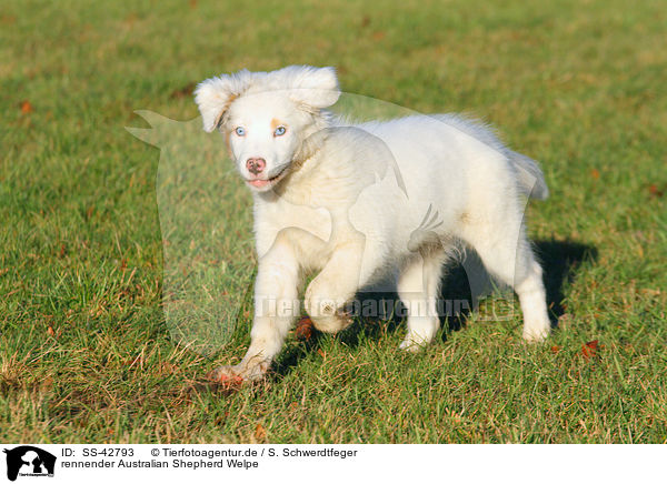 rennender Australian Shepherd Welpe / SS-42793