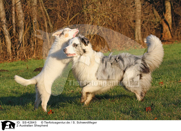 2 Australian Shepherd / 2 Australian Shepherd / SS-42843