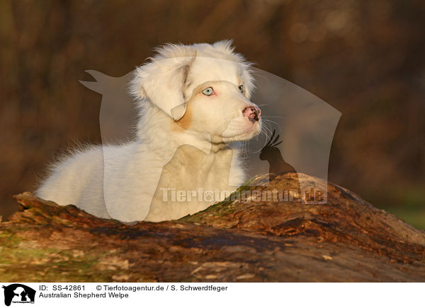 Australian Shepherd Welpe / SS-42861