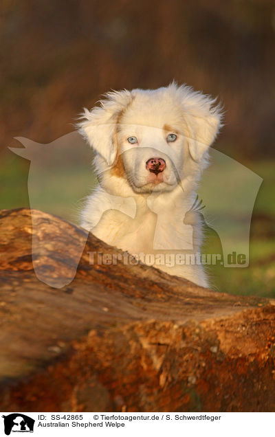 Australian Shepherd Welpe / Australian Shepherd Puppy / SS-42865