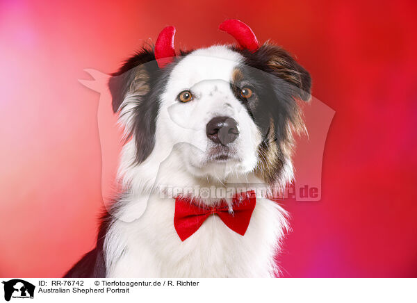 Australian Shepherd Portrait / Australian Shepherd Portrait / RR-76742