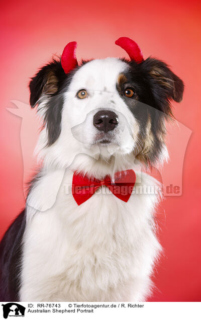Australian Shepherd Portrait / Australian Shepherd Portrait / RR-76743