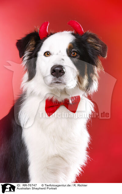 Australian Shepherd Portrait / Australian Shepherd Portrait / RR-76747