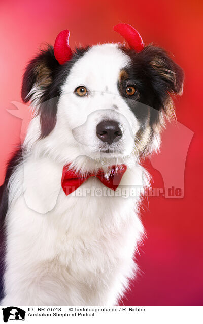 Australian Shepherd Portrait / Australian Shepherd Portrait / RR-76748