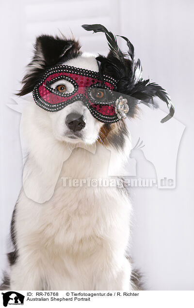 Australian Shepherd Portrait / RR-76768