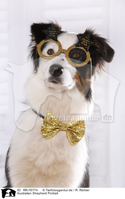 Australian Shepherd Portrait / RR-76774