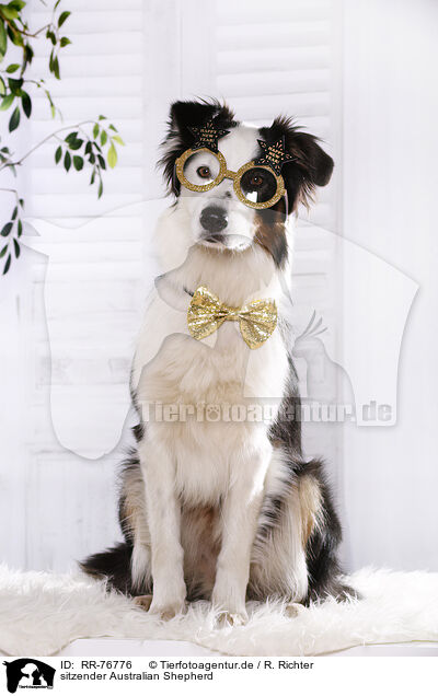 sitzender Australian Shepherd / RR-76776