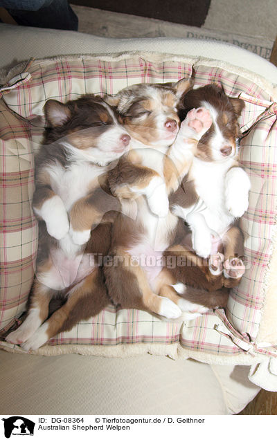 Australian Shepherd Welpen / DG-08364
