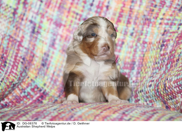 Australian Shepherd Welpe / Australian Shepherd Puppy / DG-08376