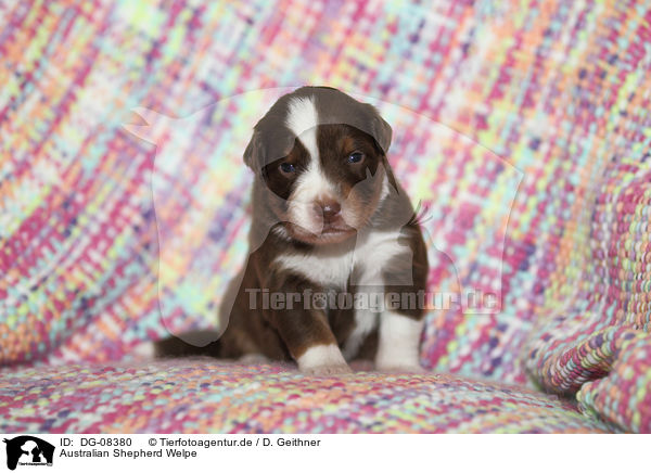 Australian Shepherd Welpe / DG-08380