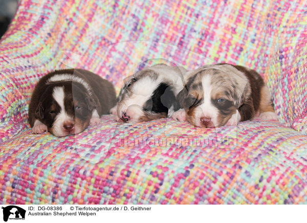 Australian Shepherd Welpen / Australian Shepherd Puppies / DG-08386
