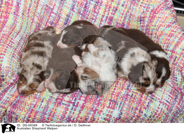 Australian Shepherd Welpen / Australian Shepherd Puppies / DG-08388
