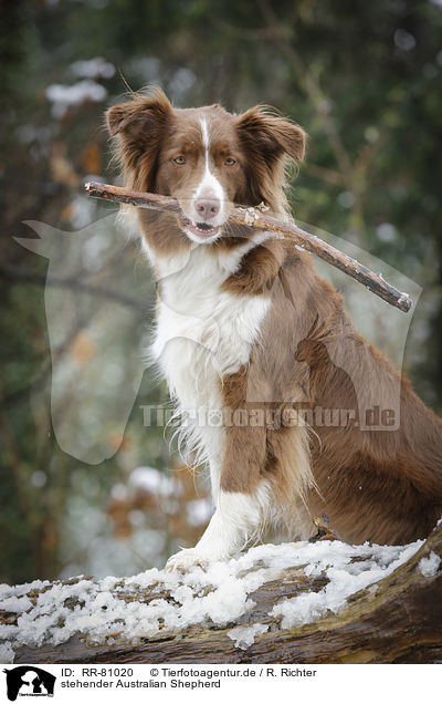stehender Australian Shepherd / standing Australian Shepherd / RR-81020