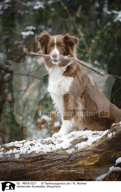 stehender Australian Shepherd / standing Australian Shepherd / RR-81021