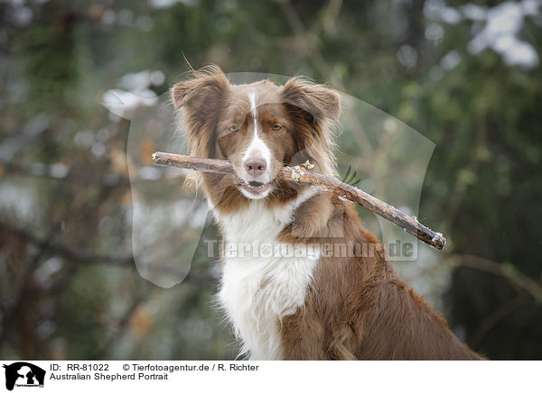 Australian Shepherd Portrait / Australian Shepherd Portrait / RR-81022
