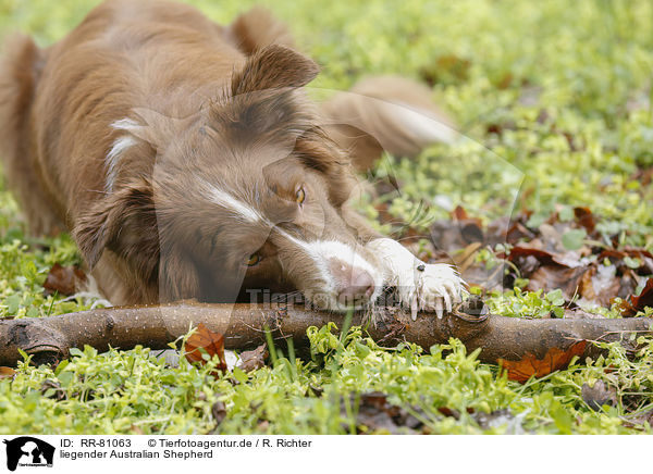 liegender Australian Shepherd / lying Australian Shepherd / RR-81063