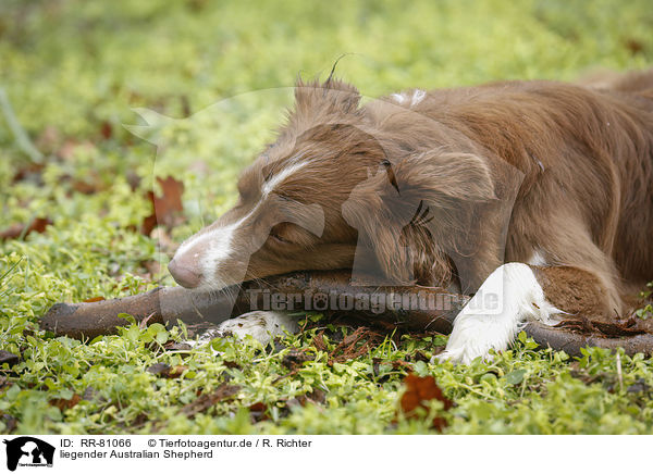 liegender Australian Shepherd / lying Australian Shepherd / RR-81066