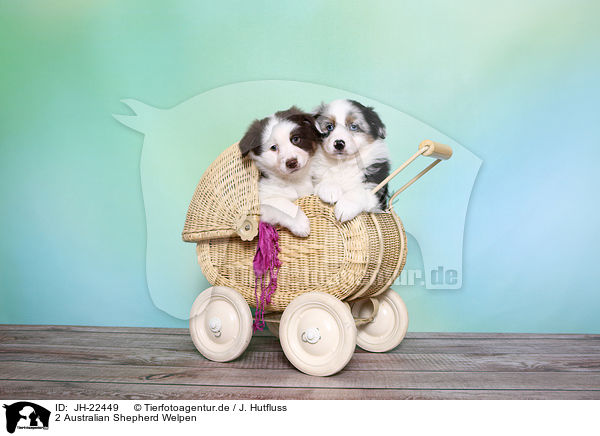 2 Australian Shepherd Welpen / JH-22449