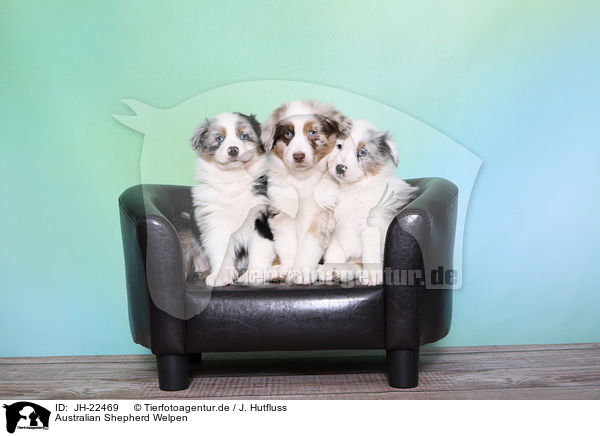Australian Shepherd Welpen / Australian Shepherd Puppies / JH-22469
