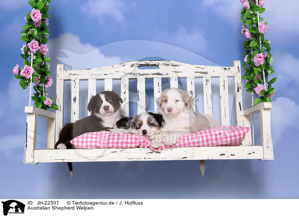 Australian Shepherd Welpen / Australian Shepherd Puppies / JH-22507