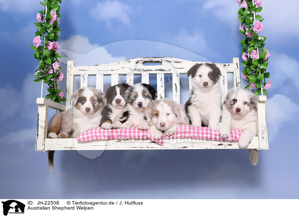 Australian Shepherd Welpen / Australian Shepherd Puppies / JH-22508