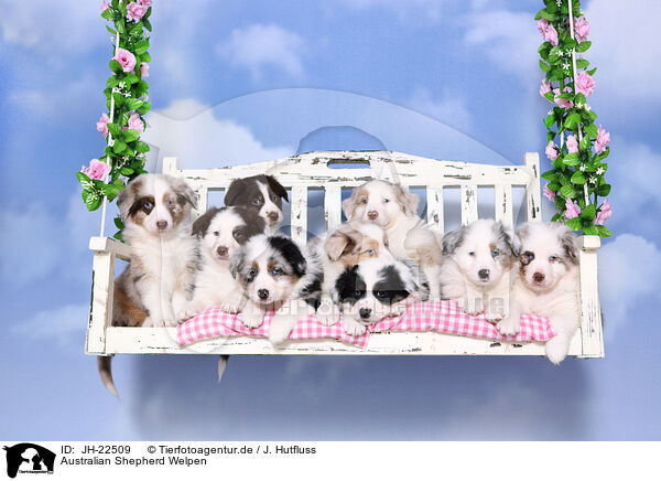 Australian Shepherd Welpen / Australian Shepherd Puppies / JH-22509