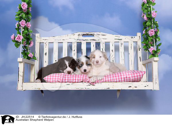 Australian Shepherd Welpen / Australian Shepherd Puppies / JH-22514